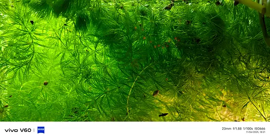Aquarium Plants