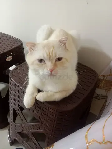 Cat adopt for free in khuzam.