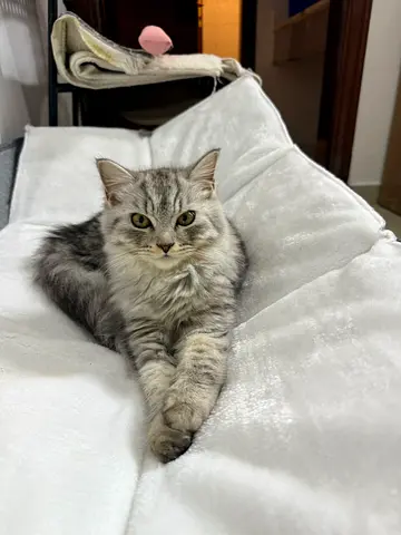 Adorable 5 months cat