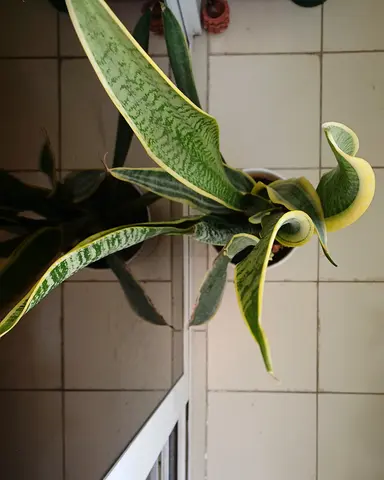 Lush Snake Plant for Sale - Perfect for Home Decor!