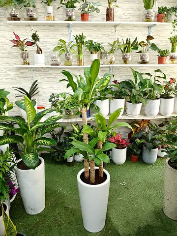 dracaena massangeana