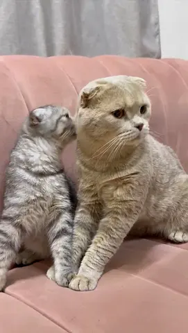 Adorable Kittens Looking for a Loving Home