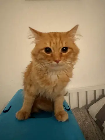 Cats for free adoption