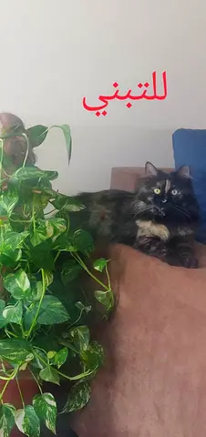 Charming Cat Available for Adoption 2year