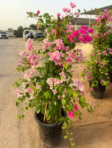 Bougainvillea Pink ~~