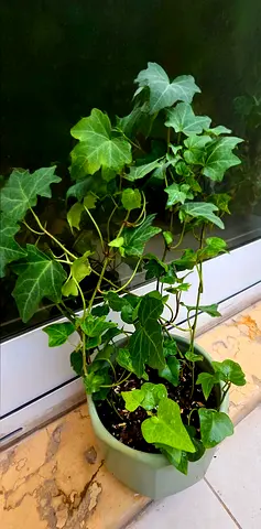 Beautiful Indoor Ivy Plant in Pot (Plant size 30cm, Pot size 13x13cm)