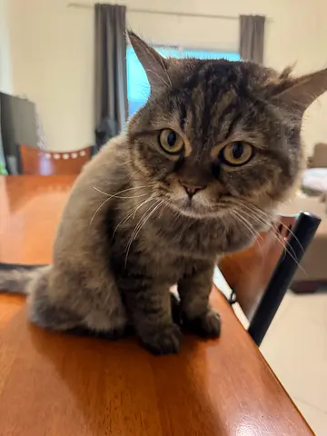 Cute and Playful Cat Looking for a Loving Home