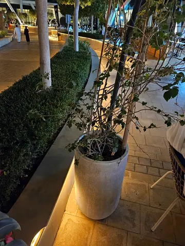 Plants