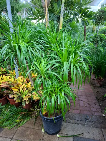Beautiful yucca drago Plants for Your Home