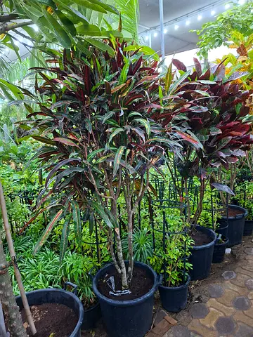 Lush and Vibrant Ornamental Plants for Your Garden