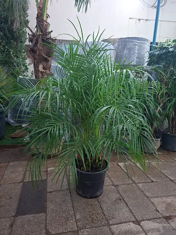 Beautiful outsoor phoenix Palm 3branch Plant for Sale