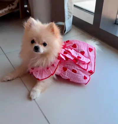Cute Pomeranian 10 months old