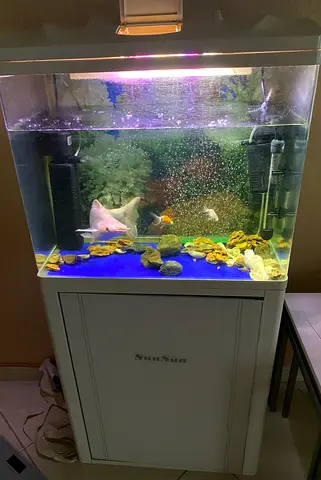 Beautiful Aquarium for Sale with Healthy Fish