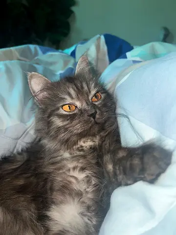 Female Persian cat (10 months) - Free adoption