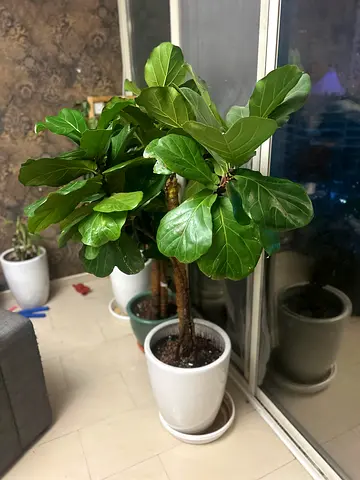 Realistic Fiddle Leaf Fig Tree - Perfect Indoor Plant!