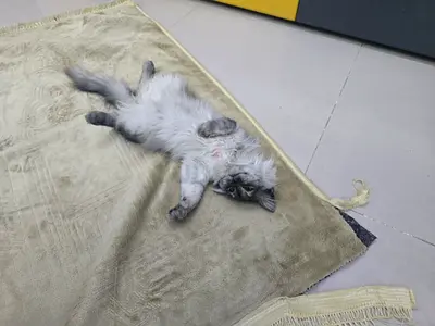 Adorable cat her name is kitty and she is looking for a new home!