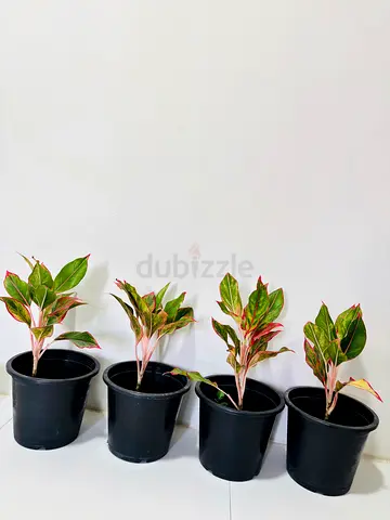 Indoor Potted Plants Collection - Perfect for Your Home Decor