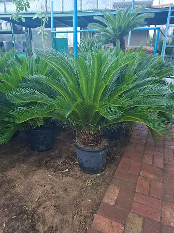 Stunning Potted Cycas Revoluta for Your Garden