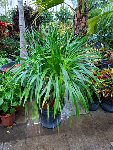 Lush Green yucca drago Plant for Your Garden