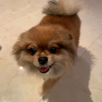 Cute Pomeranian Puppy for Adoption