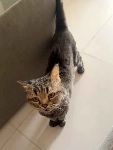 Cute tabby cat looking for a new home