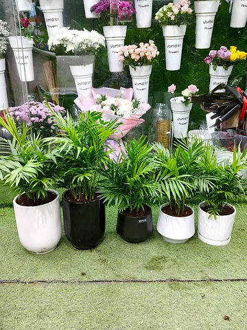 Chamadarya indoor plants