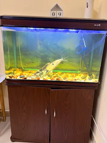 Aquarium + Filter + Temperature + Light + water circulation