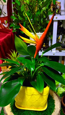 Philodendron Green princes indoor plant for sale