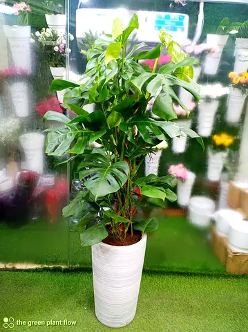 Beautiful Monstera Plant in Stylish Pot