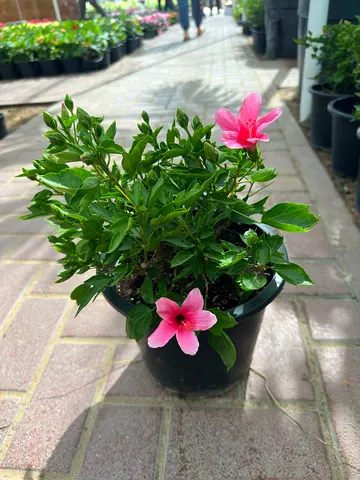 Viva Verda Plants | Hibiscus Mixed Colors – Vibrant Blooms for UAE Gardens