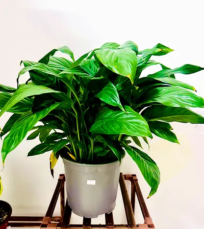 Peace Lily, Beautiful Indoor Plant
