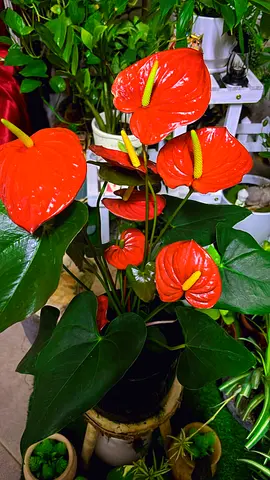Anthurium flowering plant for sale