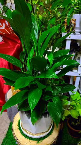 Peacelilly indoor plant for sale