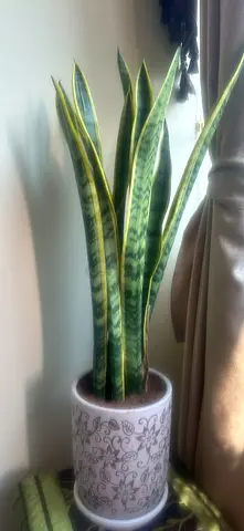 Beautiful Snake Plant in Elegant Pot