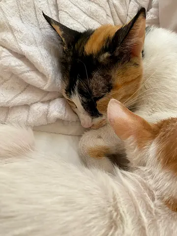 URGENT Cats for adoption