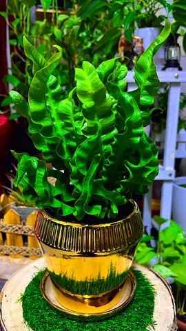 Bird nest fern indoor plant for sale