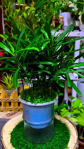 Podocarpus / budhist pine hydroponic indoor plant