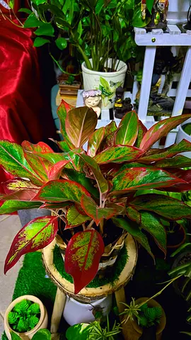 Aglonema ( Chinese evergreen) red lipstick indoor plant for sale