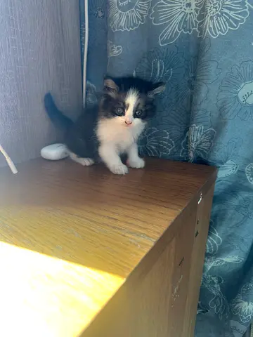 Adorable Kitten Looking for a Loving Home