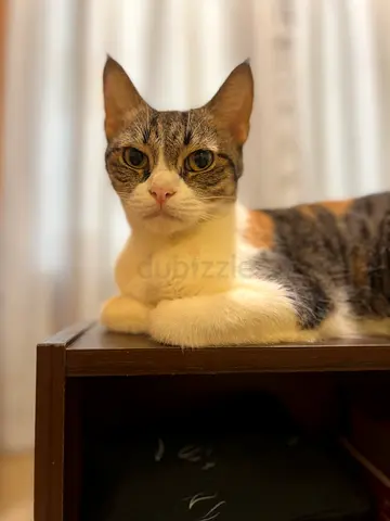 Cats for adoption free