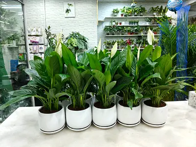 Peace Lily in white ceramic Pots