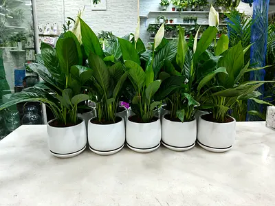 Peace Lily in white ceramic Pots