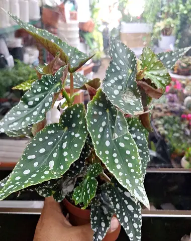 “Begonia Maculata (Polka Dot Begonia) – Indoor Plant | UAE Delivery”