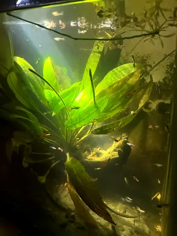 Large fish tank with accessories  fishes for sale