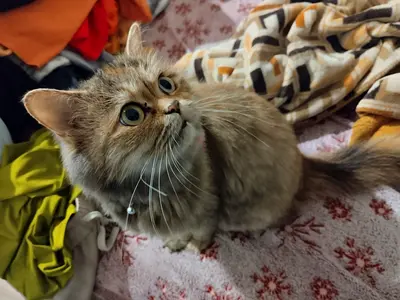 Adorable Persian cat looking for a loving home