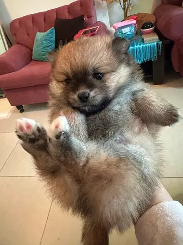 Pomerania female puppy