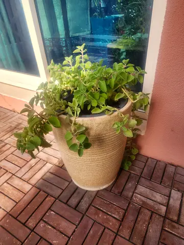 Beautiful Ajwain Potted Plants for Sale