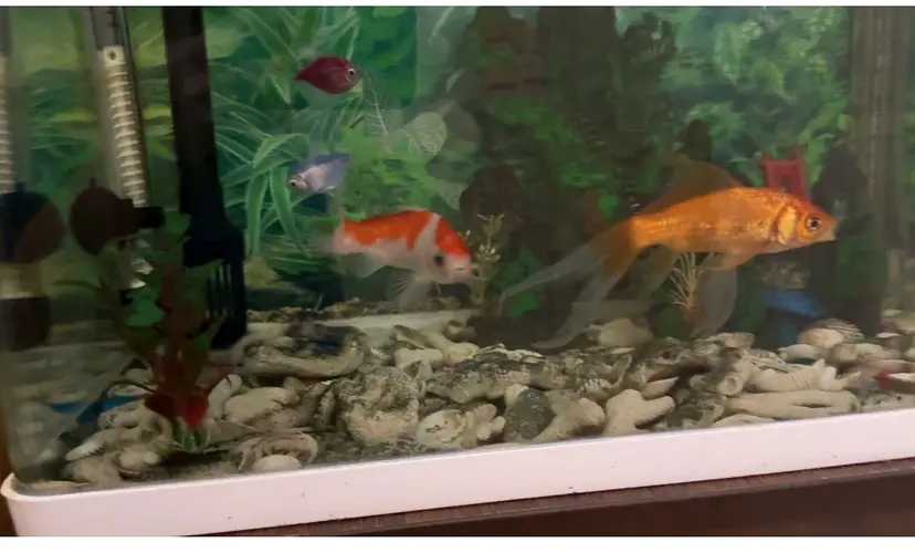 Beautiful Fish Aquarium with Colorful Fish | dubizzle Abu Dhabi