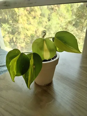 15 AED Plants with Pot Included