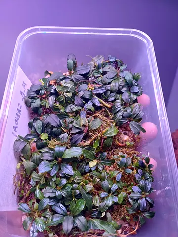 Bucephalandra variety